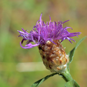 Photographie n°2820560 du taxon Centaurea decipiens Thuill. [1799]