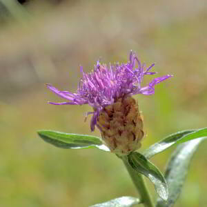 Photographie n°2820561 du taxon Centaurea decipiens Thuill. [1799]