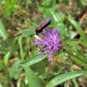 Photographie n°2820563 du taxon Centaurea decipiens Thuill. [1799]