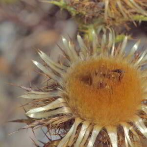 Photographie n°2820606 du taxon Carlina vulgaris L. [1753]