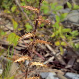 Photographie n°2820607 du taxon Carlina vulgaris L. [1753]