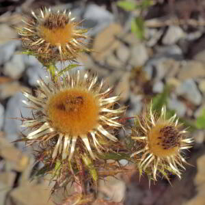 Photographie n°2820608 du taxon Carlina vulgaris L. [1753]