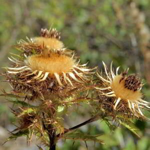 Photographie n°2820615 du taxon Carlina vulgaris L. [1753]