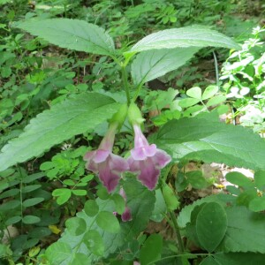 Photographie n°2820625 du taxon Melittis melissophyllum subsp. melissophyllum