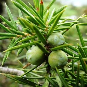 Photographie n°2820634 du taxon Juniperus communis L. [1753]