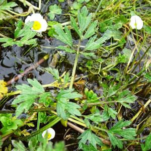 Photographie n°2820664 du taxon Ranunculus repens L. [1753]