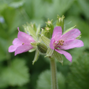 Photographie n°2821085 du taxon Erodium moschatum (L.) L'Hér.