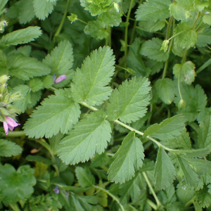 Photographie n°2821087 du taxon Erodium moschatum (L.) L'Hér.