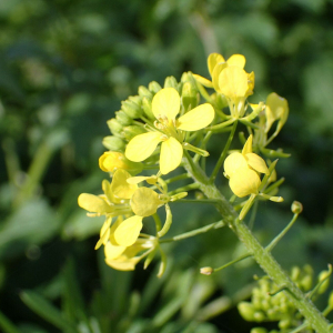 Photographie n°2821092 du taxon Sinapis alba L.