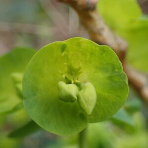 Photographie n°2821105 du taxon Euphorbia amygdaloides L.