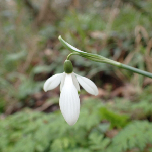 Photographie n°2821114 du taxon Galanthus nivalis L.