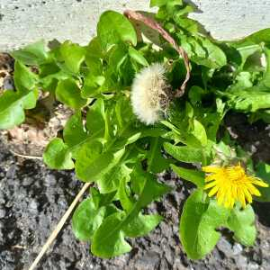 Photographie n°2821604 du taxon Taraxacum div. Sp.