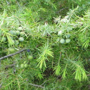 Photographie n°2821616 du taxon Juniperus communis L. [1753]