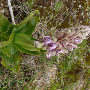 Photographie n°2823364 du taxon Himantoglossum robertianum (Loisel.) P.Delforge [1999]