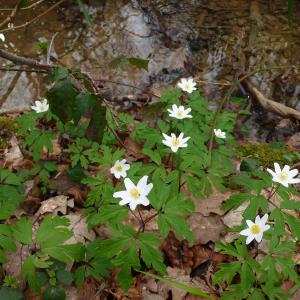 Photographie n°2823374 du taxon Anemone nemorosa L. [1753]