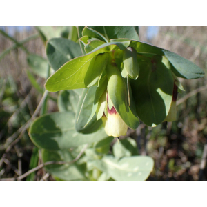 Cerinthe major L. subsp. major (Grand Cérinthe)