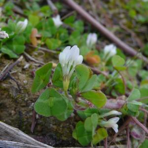 Photographie n°2824356 du taxon Trifolium subterraneum L. [1753]