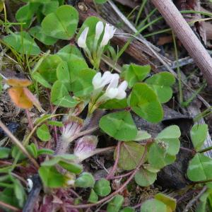 Photographie n°2824357 du taxon Trifolium subterraneum L. [1753]