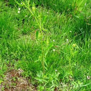 Photographie n°2824366 du taxon Sisymbrium officinale (L.) Scop. [1772]