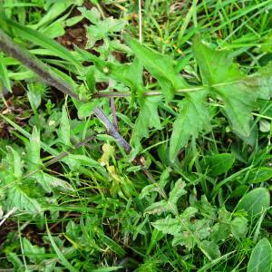 Photographie n°2824369 du taxon Sisymbrium officinale (L.) Scop. [1772]