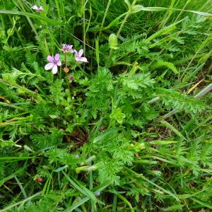 Photographie n°2824377 du taxon Erodium cicutarium (L.) L'Hér. [1789]