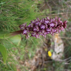 Photographie n°2824388 du taxon Himantoglossum robertianum (Loisel.) P.Delforge [1999]