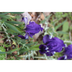 iris lutescens1.jpg