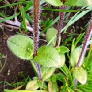 Photographie n°2824398 du taxon Cerastium glomeratum Thuill. [1799]