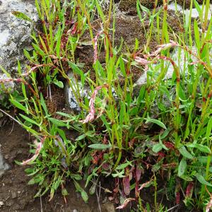 Photographie n°2824402 du taxon Rumex acetosella L. [1753]