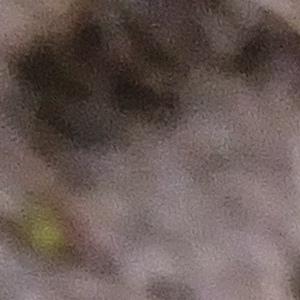 Photographie n°2824403 du taxon Rumex acetosella L. [1753]