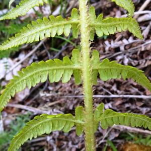 Photographie n°2824405 du taxon Dryopteris oreades Fomin [1911]