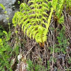 Photographie n°2824407 du taxon Dryopteris oreades Fomin [1911]