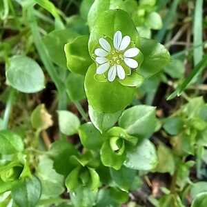 Photographie n°2824797 du taxon Stellaria media (L.) Vill.