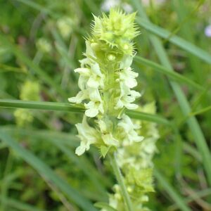 Sideritis hyssopifolia