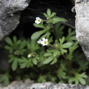 Photographie n°2825064 du taxon Saxifraga tridactylites L.