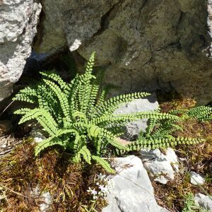 Asplenium trichomanes