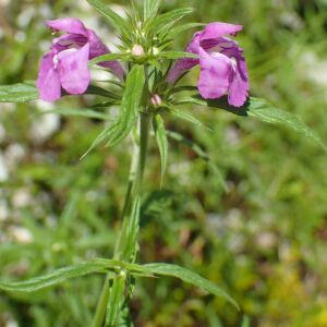 Galeopsis angustifolia