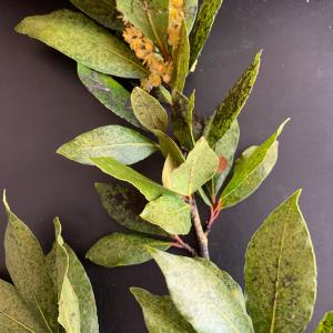 Photographie n°2826025 du taxon Laurus nobilis L. [1753]