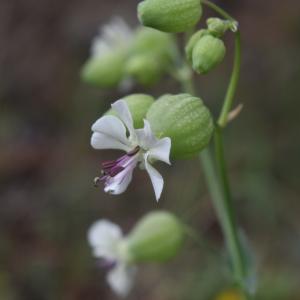 Photographie n°2827297 du taxon Silene vulgaris subsp. commutata (Guss.) Hayek