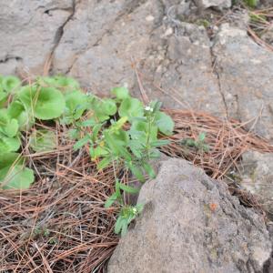 Photographie n°2827324 du taxon Buglossoides arvensis (L.) I.M.Johnst.