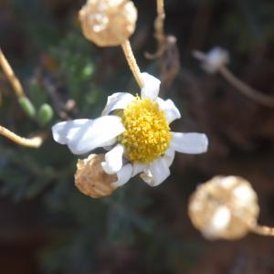 Photographie n°2827325 du taxon Argyranthemum tenerifae Humphries