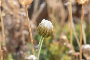 Anonyme, le  8 décembre 2022 (Vilaflore, Tenerife)