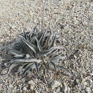 Photographie n°2827338 du taxon Echium auberianum Webb & Berthel.