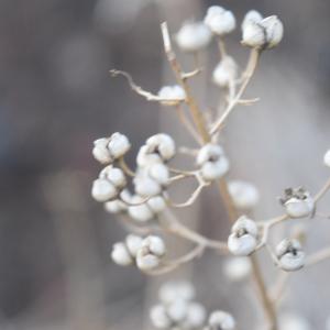  - Scrophularia arguta Sol.