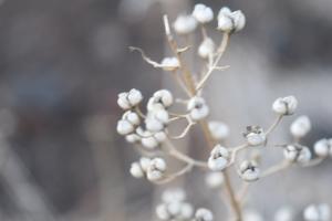 Anonyme, le  9 décembre 2023 (Santiago del Teide, Tenerife)