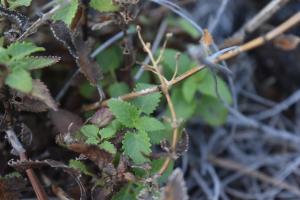 Anonyme, le  9 décembre 2023 (Santiago del Teide, Tenerife)