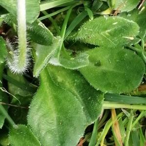 Photographie n°2827900 du taxon Bellis perennis L. [1753]