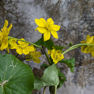 Photographie n°2827928 du taxon Caltha palustris L.