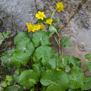 Photographie n°2827929 du taxon Caltha palustris L.