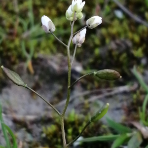 Photographie n°2828455 du taxon Draba verna L. [1753]